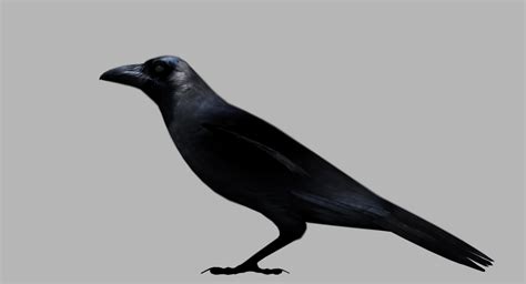 crow 3d model free